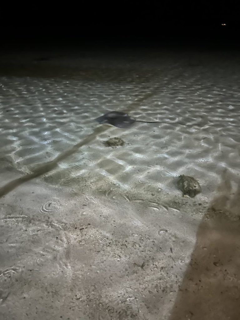 Stingray at Matira Beach, Bora Bora.