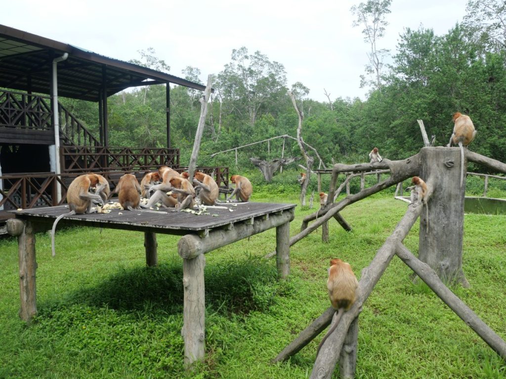 Labuk Bay Proboscis Monkey Sanctuary. Pic by June Ramli.