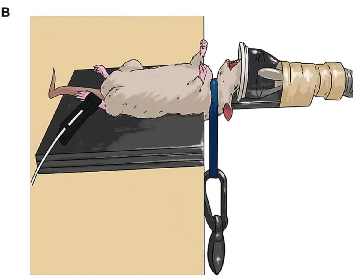 Hope Experiment Rats PETA Targets Monash Experiments - DailyStraits.com